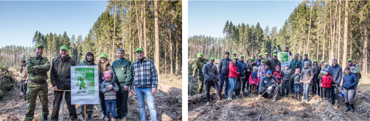 Холдинг "BORWOOD" сажает деревья в ГУО "Пуховичский лесхоз" в рамках Республиканской акции "Неделя леса"